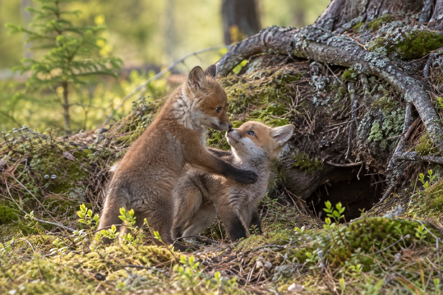 Kaksi kuvitteellista ketunpentua leikkii metsän sammalikossa